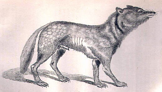 ブラウンス「ニオンオオカミ」1881.jpg