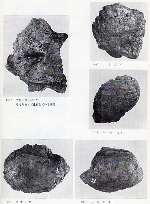 下落合貝化石1.jpg
