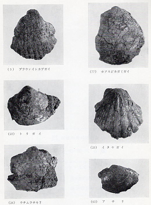 下落合貝化石2.jpg