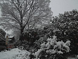 下落合雪中20130114.JPG