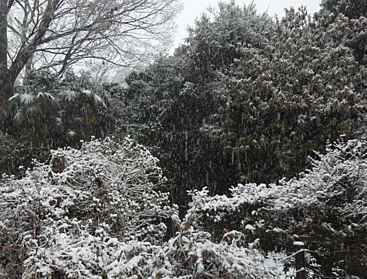 下落合雪景色.JPG