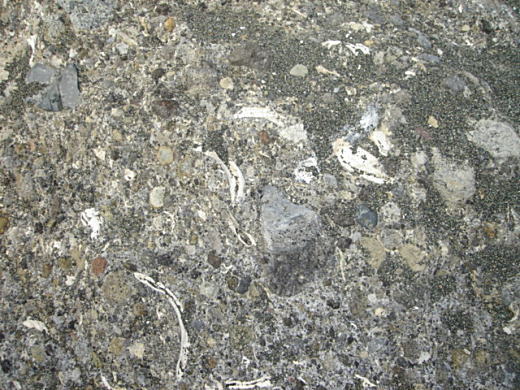 大磯化石1.JPG