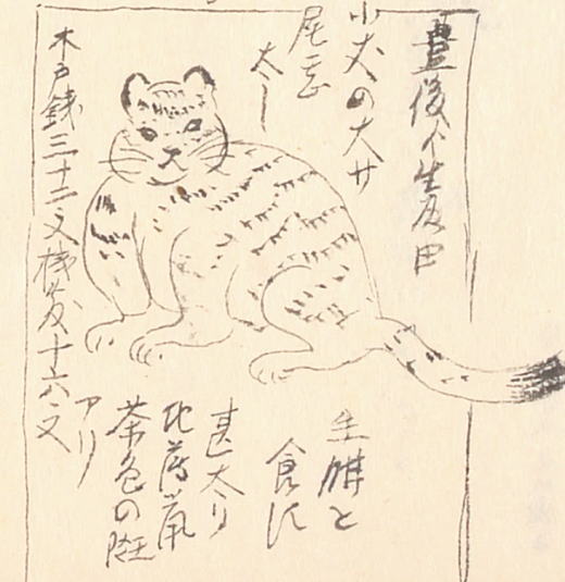 斎藤月岑日記「虎」18511021.jpg