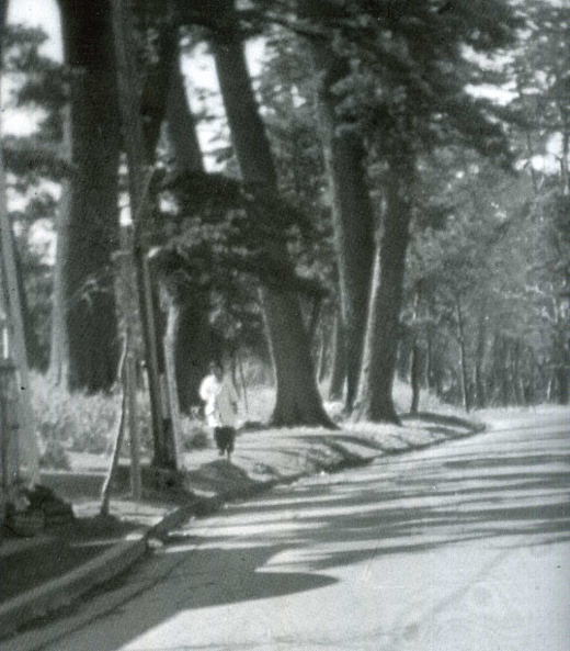 旧東海道松並木1955.jpg