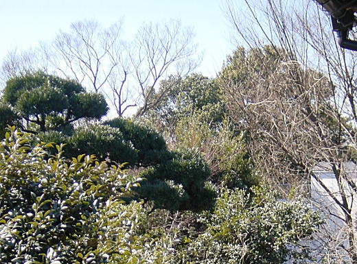 武蔵野の林.jpg