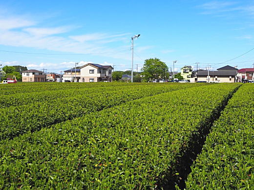 狭山茶(所沢市).jpg