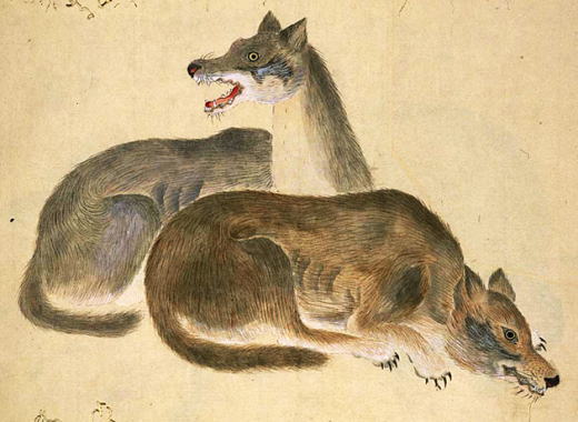 田中芳男「オオカミ」1876.jpg