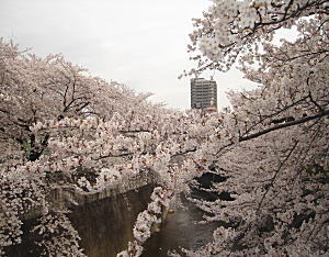 神田川の桜.jpg