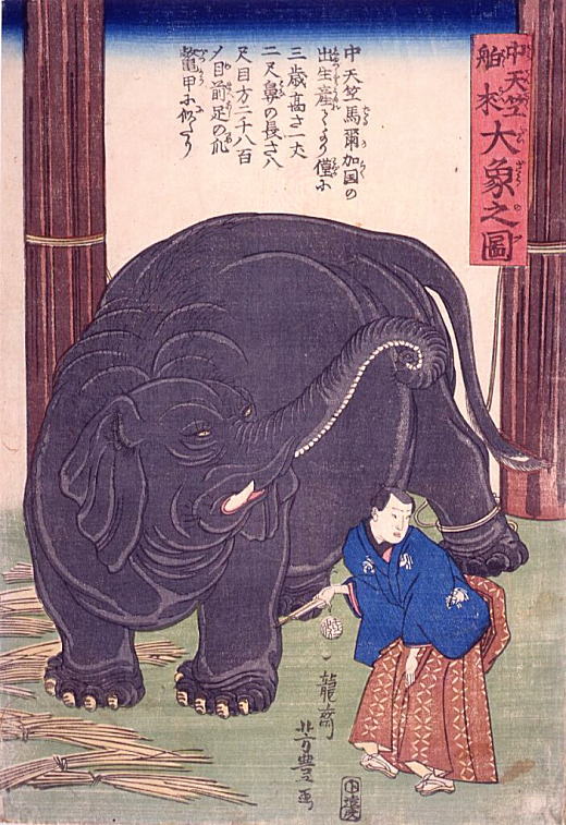 芳豊「中天竺舶来大象之図」1863.jpg